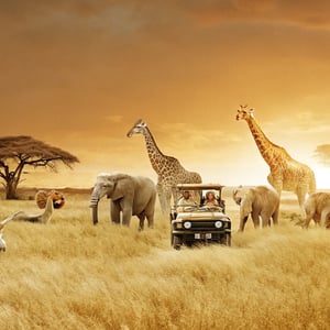 Safari Trips That’ll Knock Your Socks Off